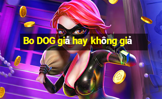 Bo DOG giả hay không giả