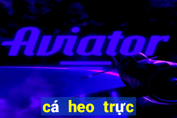 cá heo trực tiếp bóng đá