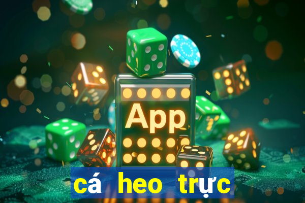 cá heo trực tiếp bóng đá