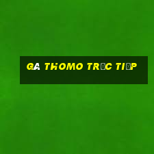 gà thomo trực tiếp