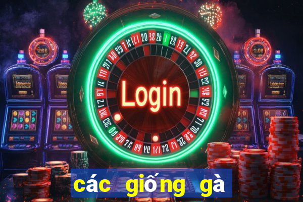 các giống gà đá trên thế giới