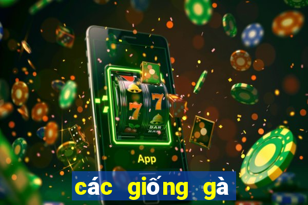 các giống gà đá trên thế giới