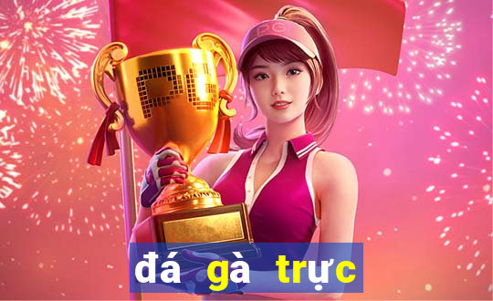 đá gà trực tuyến 68